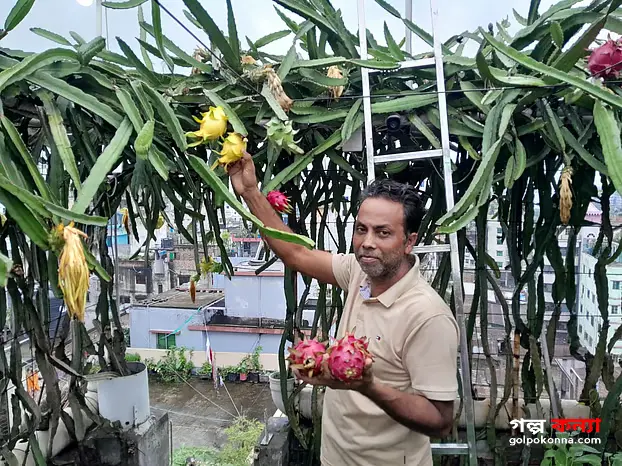 ঢাকার যে ছাদবাগানে ড্রাগন ফলে মণকে মণ