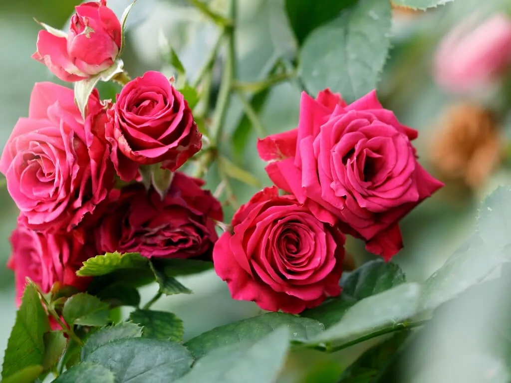 গোলাপ ফুলের ছবি এবং পিকচার ডাউনলোড 4K – Picture of Rose Flower